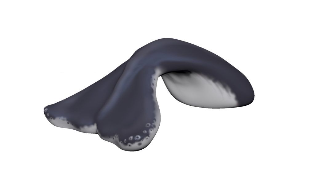 Whale Tail Climber (MRTP2026M)
