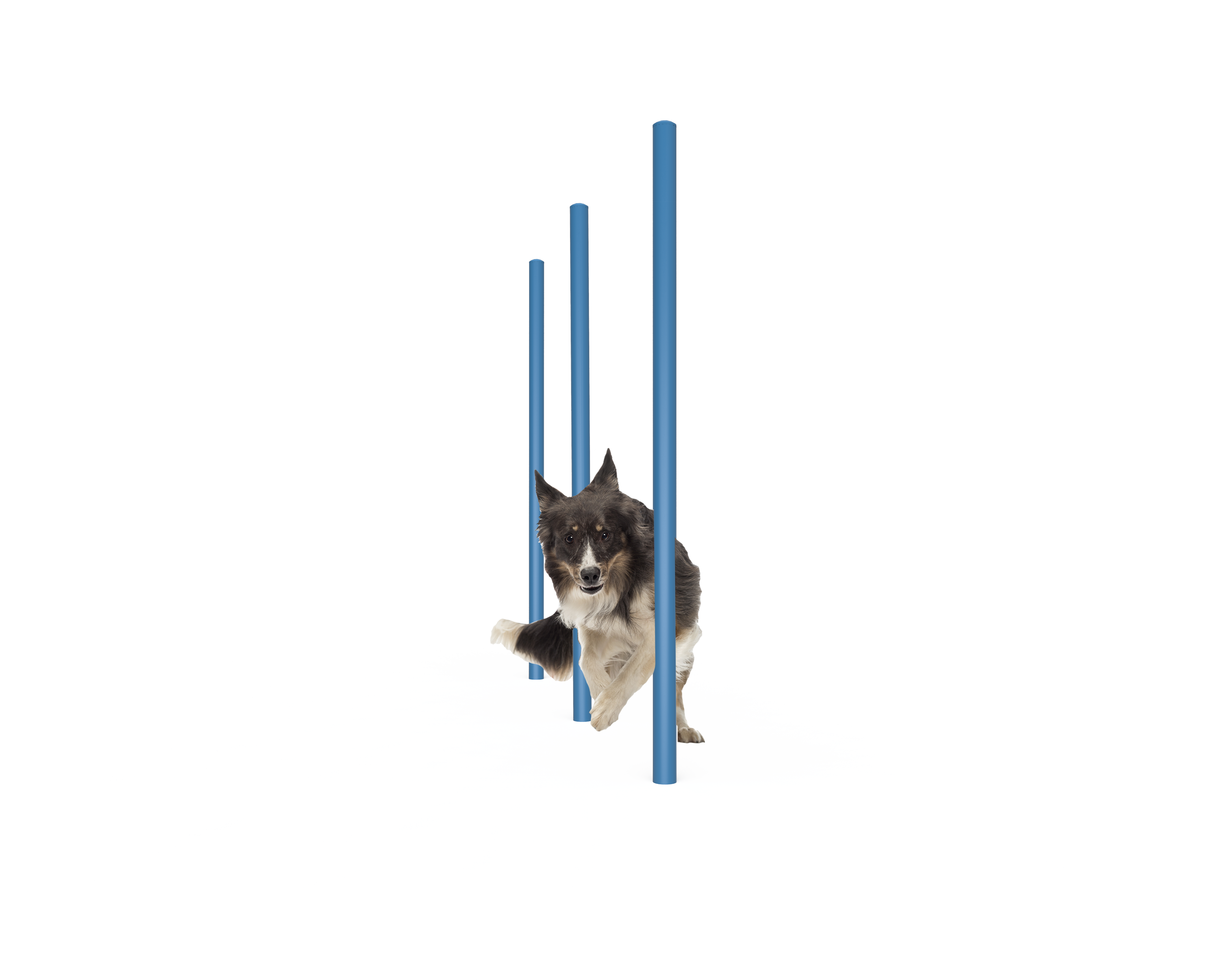 Dog Agility Weave Poles (MRDP06)